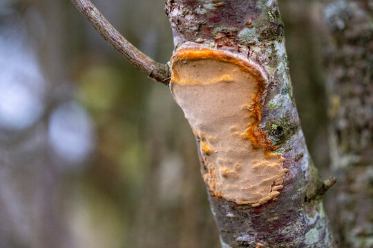 Bracket fungus or plum tinder (Phellinus pomaceus, Phellinus igniarius) 