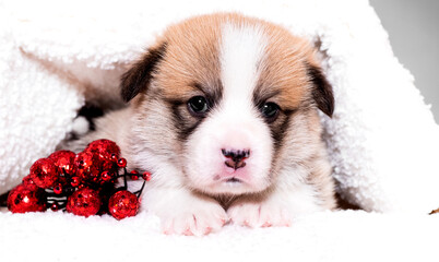 red welsh corgi pembroke puppy in a fluffy blanket