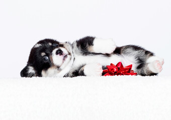 cute welsh corgi pembroke puppy in a fluffy blanket
