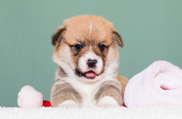 red welsh corgi pembroke puppy in a fluffy blanket