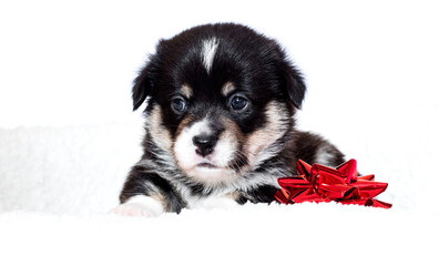 cute welsh corgi puppy with red bow