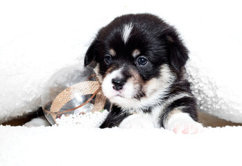 cute welsh corgi puppy in a white fluffy blanket