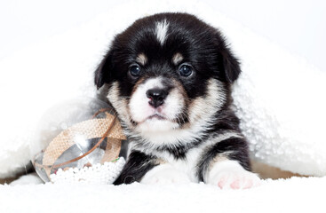 cute welsh corgi puppy in a white fluffy blanket