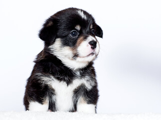 cute welsh corgi puppy on white background