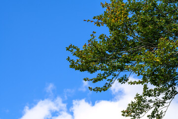 Obraz premium Autumnal Beech Tree: Beechnuts, Leaves, and Blue Sky Create a Captivating Scene