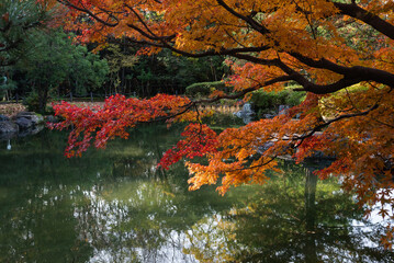 赤く色づく紅葉