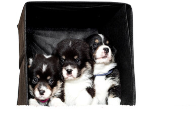 Welsh Corgi puppies in a box