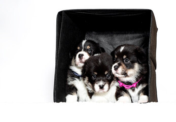 Welsh Corgi puppies in a box