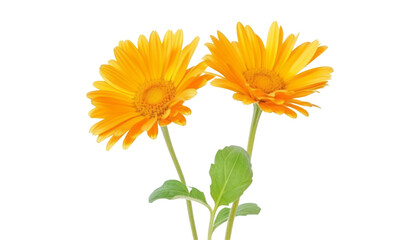 yellow gerber daisy isolated on transparent background cutout