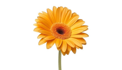yellow sunflower isolated on transparent background cutout
