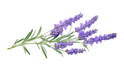lavender flowers isolated on transparent background cutout