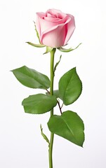 Single pink rose isolated on a white background, The meaning of pink roses is gentle and elegant love.