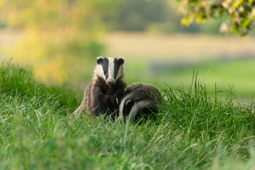 Badgers, Scientific name: Meles meles.  Young badger cubs sat in a summer meadow, one facing forward and one foraging in the grass. Horizontal.  Space for copy. © Moorland Roamer