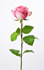 Pink rose isolated on a white background, Beautiful white rose isolated.