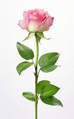 Pink rose isolated on a white background, Illustration for Valentine's Day.