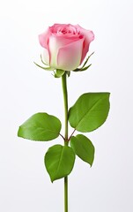 Obraz premium Single pink rose isolated on a white background, The meaning of pink roses is gentle and elegant love.