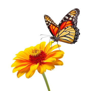 butterfly on yellow flower isolated on transparent background cutout