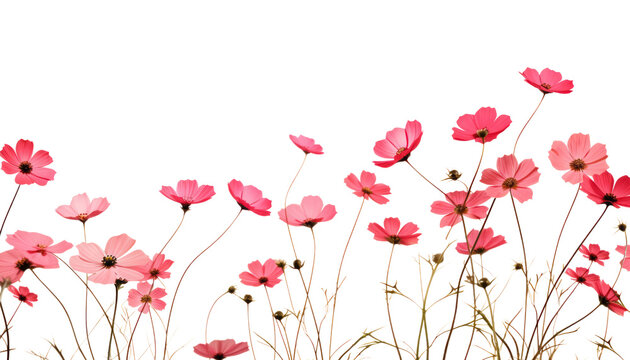 background with red flowers isolated on transparent background cutout