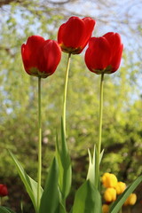 Tulipa, three red tulips in the garden, spring photo