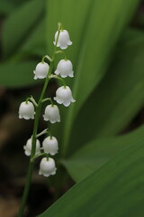 Convallaria majalis, Lily of the valley flower with leaves, white poisonous herb