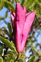 Magnolia Susan, pink magnolia flowers