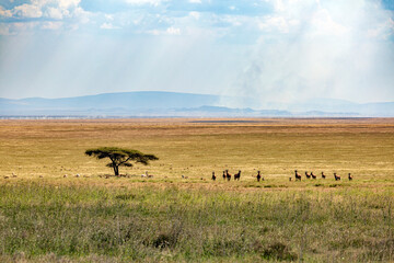 The Landscape of Serengeti National Park, Tanzania