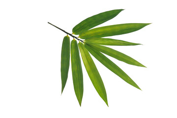 bamboo leaf  isolated on white background with clipping path.