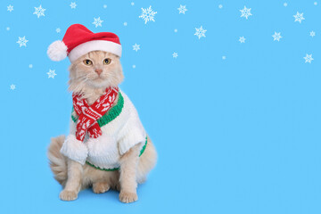 Ginger Cat wearing warm white sweater and Santa Claus xmas red hat. Studio portrait of a red cat sits and looks at the camera on a blue background. Cat in winter clothes. Happy New Year. Snowflakes