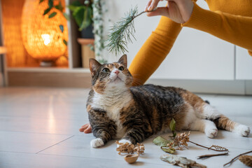 Curious cat sniffing pine branch, leaves, dry flowers lying on floor at home. Woman pet owner...