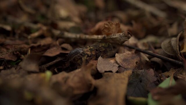 A woodlouse crawling over leaves on a forest floor