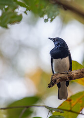 Oriental Magpie-Robin (Copsychus saularis): Melodious Muse of Asian Gardens