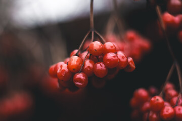 Bunches of red viburnum in late autumn. - obrazy, fototapety, plakaty