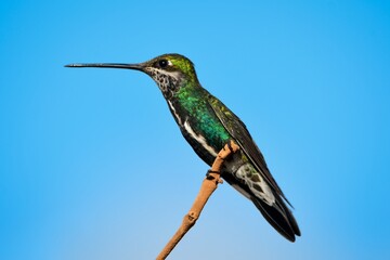 Fototapeta premium Stripe-breasted Starthroat (Heliomaster Squamosus)