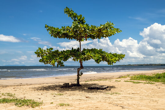 Tropical almond tree