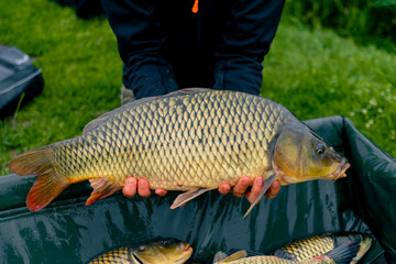 close-up of a professional fisherman holding a carp on the bank of a river fishing in reservoirs a good catch