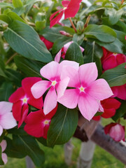 Pink Watercress Flower Bloom on the Green Leaf , Pink Flower , Flower background , Flower wallpaper