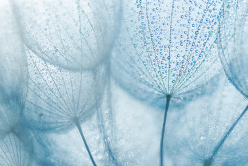 Dmuchawiec w kroplach wody w niebiskich zimowych odcieniach  © Elżbieta Kaps