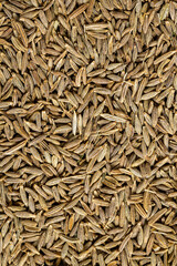 Cumin Jeera spice background. close-up view of zira. Cumin seeds from above. High angle photo of zira jeera cumin spices