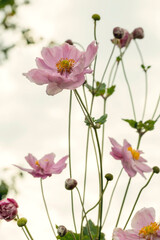 Beautiful blossoming Japanese anemone flowers in summer garden.