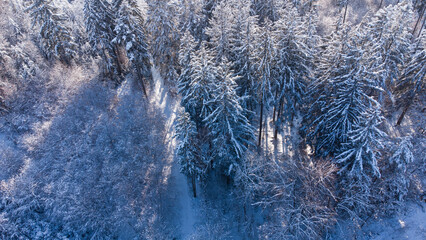 White pine trees forest aerial top view in icy and snowy winter close to Munich