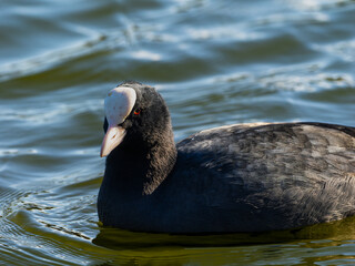 池を泳ぐオオバン