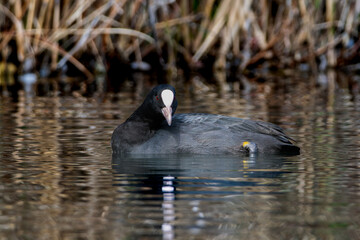 池を泳ぐオオバン