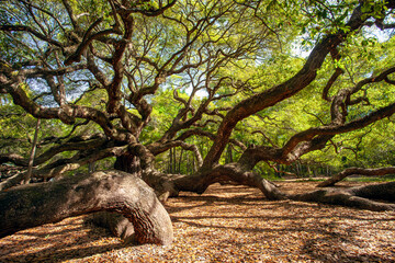 Majestic Angel Oak Tree near Charleston, SC - a sprawling, ancient oak tree on John's Island, near Charleston, South Carolina. It is thought to be one of the oldest living things in America. 