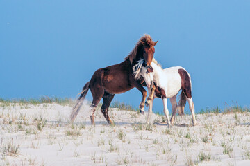 Horsing Around - A pair of wild ponies frolicking on a sand dune at the Assateague National...