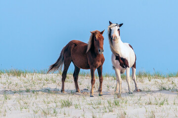 Wild Ponies - A pair of wild ponies standing on a sand dune at the Assateague National Seashore.