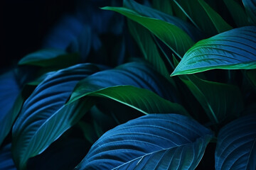 A bright, tropical Spathiphyllum cannifolium plant is showcased in a macro texture close-up against a dark nature background - ideal for desktop wallpaper or website backdrops.