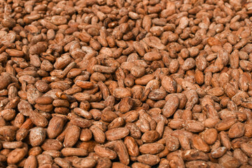 Drying cocoa beans (DRYING) Another important step that affects the flavor development of the seeds is drying. When the seeds are dried The moisture in the seeds will decrease.