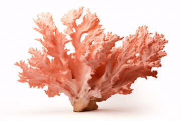 A picture of arid, coralline isolated on a blank canvas.