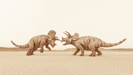 triceratops are facing each other before the fighting in the desert side view © DM7