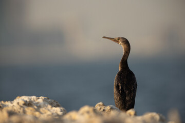 Portrait of a Socotra cormorant, Busaiteen coast, Bahrain